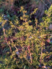 Asparagus acutifolius