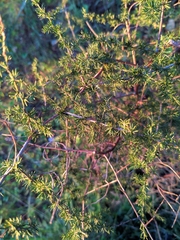 Asparagus acutifolius