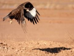 Buteo rufinus