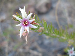Boronia lanuginosa
