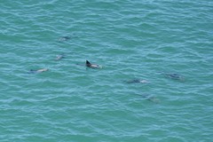 Cephalorhynchus heavisidii