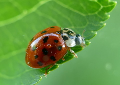 Harmonia axyridis