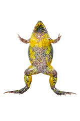 Elachistocleis corumbaensis