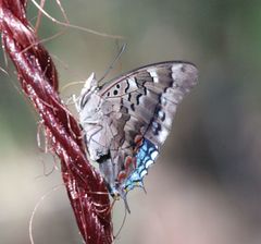 Charaxes guderiana guderiana