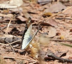 Colotis celimene amina