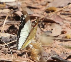Colotis celimene amina