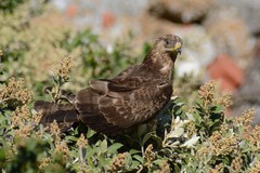 European Honey Buzzard photo 3