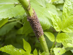 Aphis sambuci