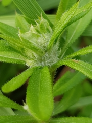 Dasineura aparines