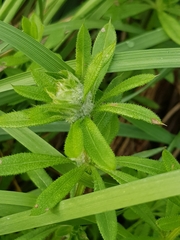 Dasineura aparines