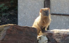 Herpestes
