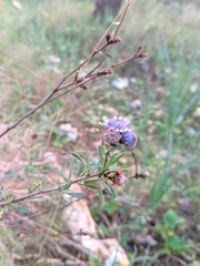 Globularia alypum