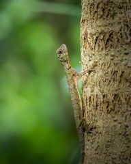 Draco quinquefasciatus