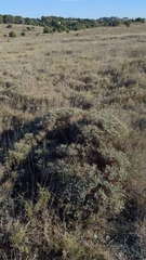 Astragalus tragacantha