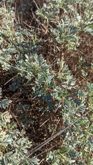 Astragalus tragacantha