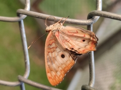 Anartia jatrophae