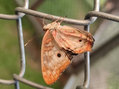 Anartia jatrophae