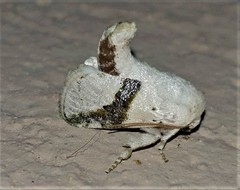 Afraltha chionostola