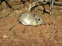 Elephantulus edwardii