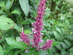 Odontonema callistachyum