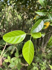 Dendropanax