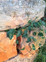 Convolvulus althaeoides