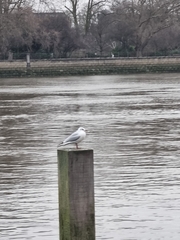 Chroicocephalus ridibundus