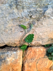 Convolvulus althaeoides