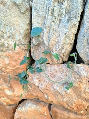 Convolvulus althaeoides