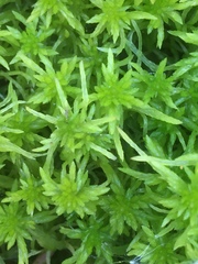 Sphagnum squarrosum