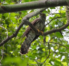 Hierococcyx sparverioides