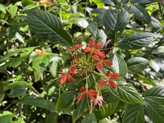 Podandrogyne decipiens