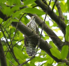 Hierococcyx sparverioides