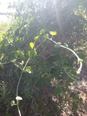 Tracheophyta