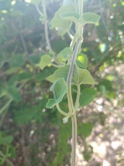 Tracheophyta