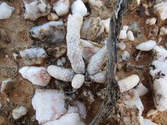 Anacampseros papyracea