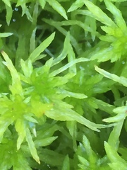 Sphagnum squarrosum