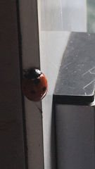 Coccinella septempunctata