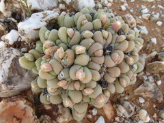 Gibbaeum heathii