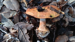Cortinarius bergeronii