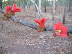Brachychiton megaphyllus