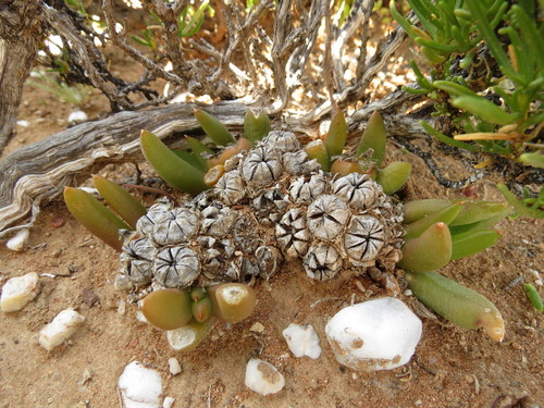 Image of Glottiphyllum fergusoniae by (c) Christiaan Viljoen, some rights reserved (CC BY)