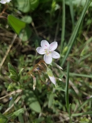 Claytonia rosea