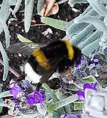 Bombus