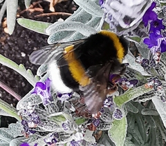 Bombus