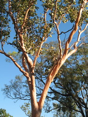 Eucalyptus bigalerita