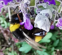 Bombus