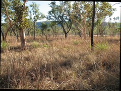 Eucalyptus bigalerita