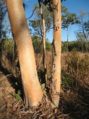 Eucalyptus bigalerita