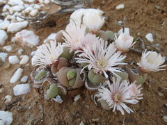 Gibbaeum heathii